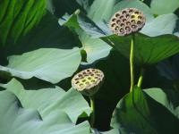 Albums/20060800-China Aug 2006/20060804-Shenyang University/49